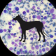 Illustration for article titled The worlds oldest cancer is 11,000 years old -- and contagious